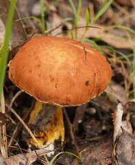 Austroboletus lacunosus
