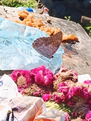 Prepona laertes octavia