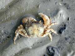 Hemigrapsus sanguineus