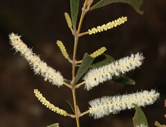 Acacia calyculata