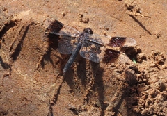 Brachythemis leucosticta