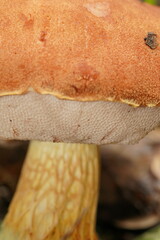 Austroboletus lacunosus