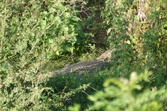 Crocodylus niloticus