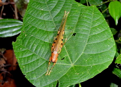 Eumacroxiphus brachyurus
