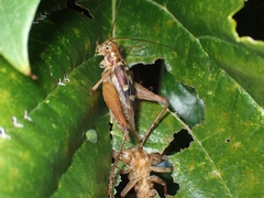 Cardiodactylus guttulus