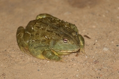 Pyxicephalus adspersus