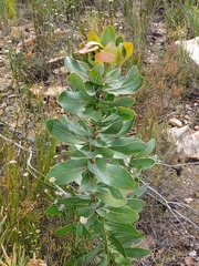 Protea eximia