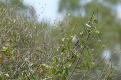 Crithagra reichenowi