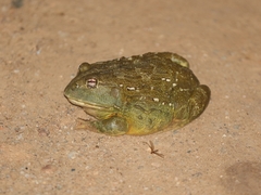 Pyxicephalus adspersus