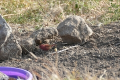 Lagonosticta senegala