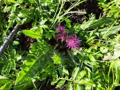 Cirsium acaule esculentum