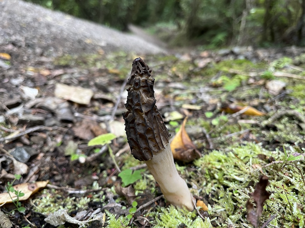 true morels from Te Waipounamu/South Island, Motueka, Tasman, NZ on