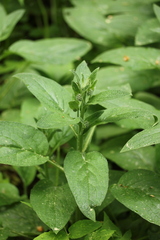 Symphytum caucasicum