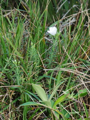 Linum monogynum monogynum
