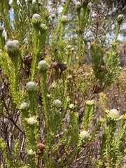 Leucadendron linifolium