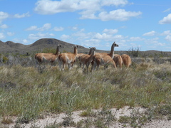 Lama guanicoe