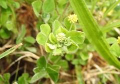 Medicago