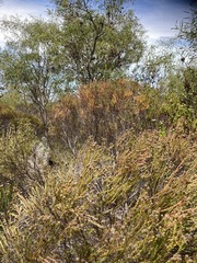 Leucadendron linifolium