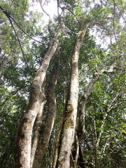 Elaeodendron croceum