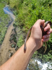 Lycodonomorphus rufulus