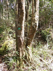 Elaeodendron croceum