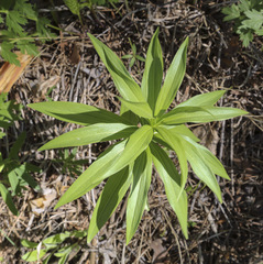 Lilium martagon pilosiusculum