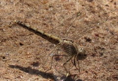 Brachythemis leucosticta