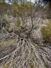Leucadendron linifolium