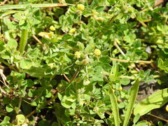 Medicago