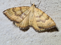 Chrysolarentia correlata