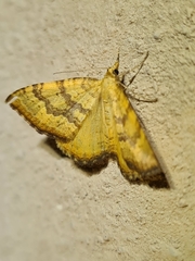 Chrysolarentia correlata