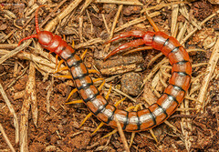 Scolopendra
