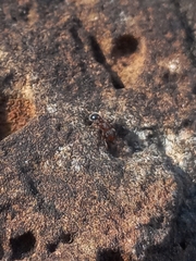 Tetramorium lanuginosum