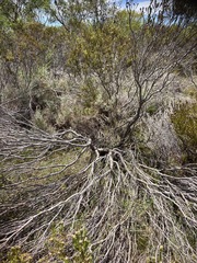 Leucadendron linifolium