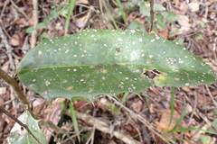 Elaeodendron croceum