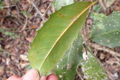 Elaeodendron croceum