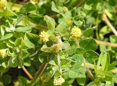 Medicago