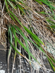 Poa anceps