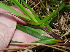 Poa anceps