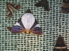 Eulepidotis fortissima