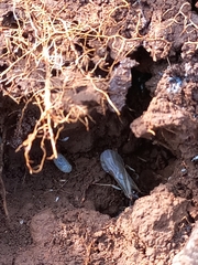 Bothroponera sulcata