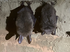 Myotis bechsteinii
