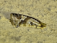 Euphona