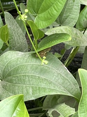 Chalcorana chalconota