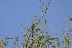 Uraeginthus bengalus