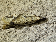 Euphona