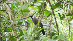 Pterorhinus chinensis