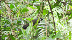 Pterorhinus chinensis