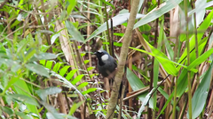 Pterorhinus chinensis