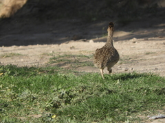 Nothoprocta cinerascens